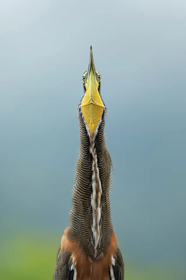 Bare-throated-Tiger-Heron.