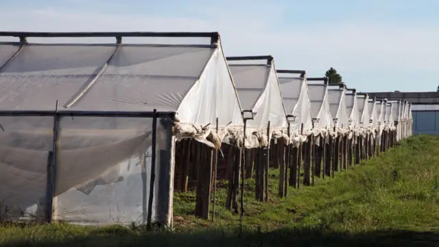 Plantaciones de tomate