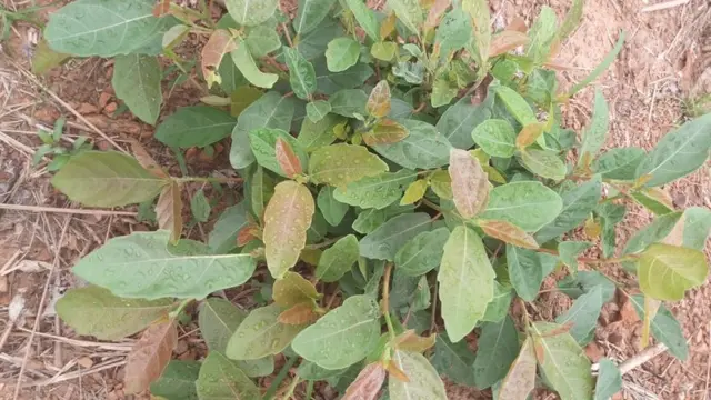 Akwụkwọ Akpụrụ