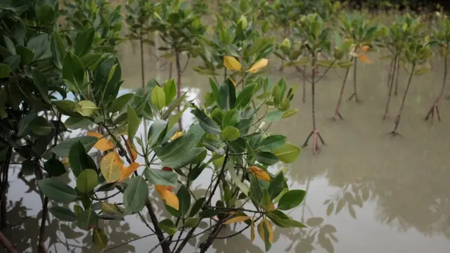 banjir, rob, pesisir Indonesia, tenggelam