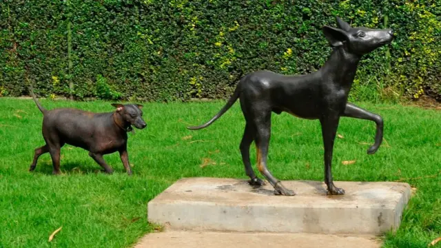 Un ejemplar de xoloitzcuintle
