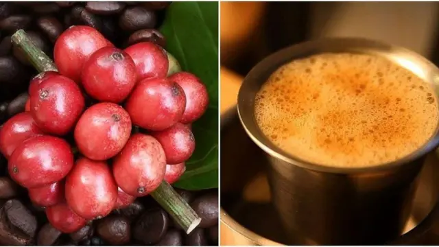 కాఫీ సాగు 