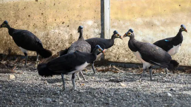 IUCN menyebut dari 149 tempat bersarang yang dianggap aktif di Sulawesi dalam tiga generasi terakhir sejak 1983 hingga 2021 hanya 47 yang diperkirakan aktif.