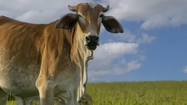 गायरना जमीन