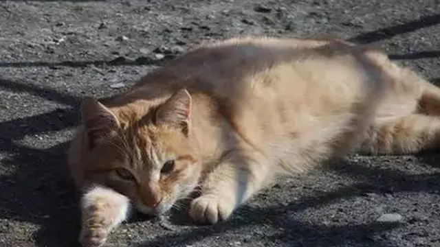 बिल्लियां, cats