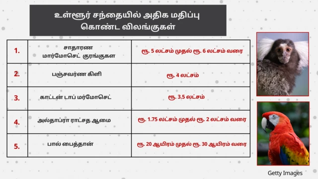 சென்னை சர்வதேச விமான நிலையம், வனவிலங்குகள் கடத்தல், சென்னை சுங்கம் 