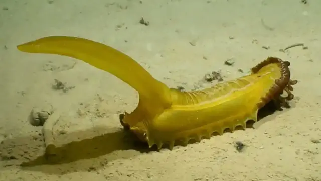 "L'écureuil en caoutchouc"