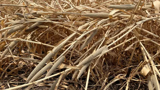 पाण्याअभावी बाजरीची अवस्था.