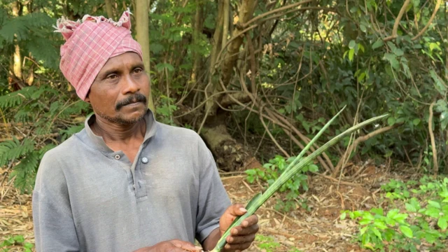 పాము, మొక్కలు