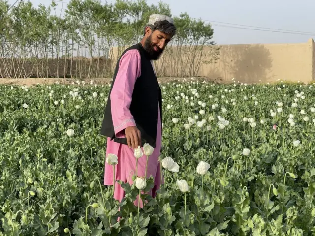 Un cultivateur afghan de pavot à opium en mars 2022, un mois avant que les talibans n'interdisent la culture du pavot à opium.