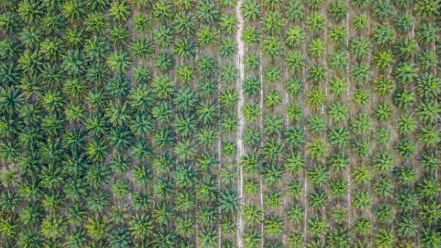 பாம் ஆயில்: மலையக தமிழர்களை அழிக்கும் முயற்சியா?