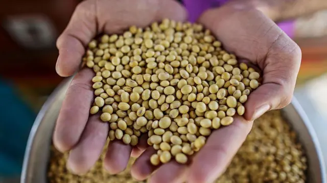 सोयाबीन