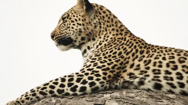 leopardo