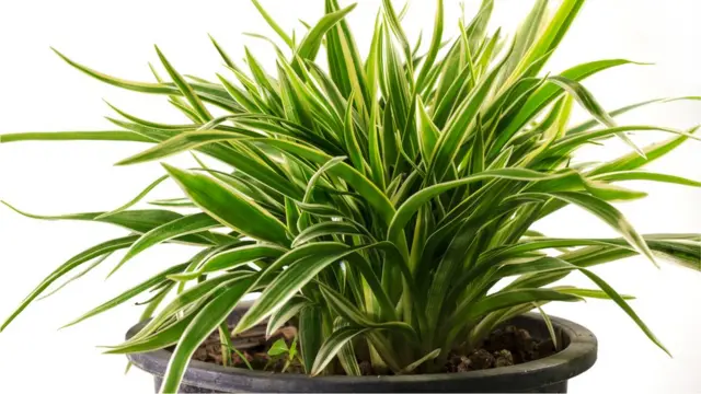 Planta Dracaena de hojas alargadas verdes sobre una maceta