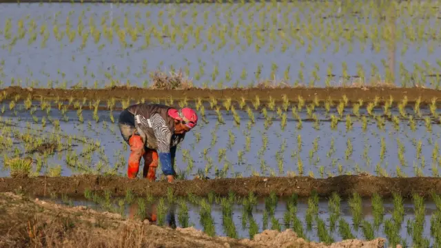 Plantaçõespixbet fundaçãoarroz na Coreia do Sul