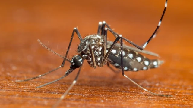 O mosquito Aedes aegypti