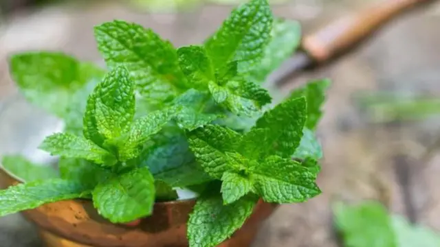 نبات النعناع