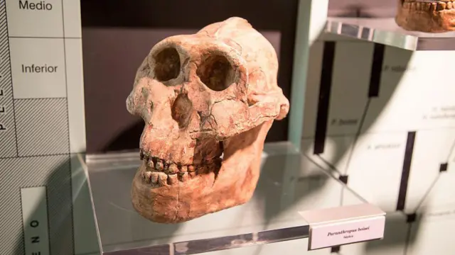 Череп австралопітека в археологічному музеї в Іспанії