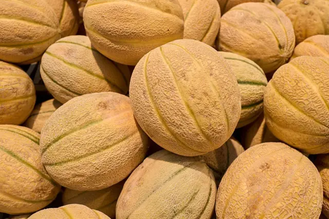 Le melon ou Cucumis melo est un fruit de la même famille que la pastèque, la courge ou le concombre