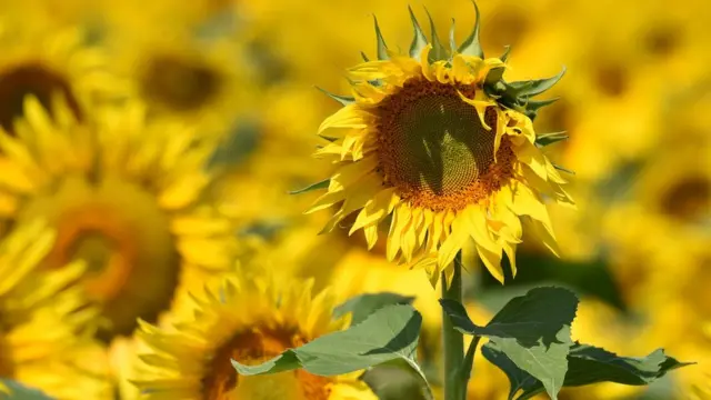 Реформи просуваються, але не так швидко, як хотіли б експерти