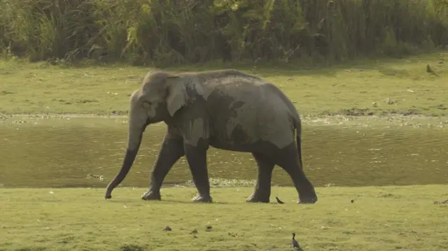 மக்னா யானைகள் ஆண் யானைகள் தானா? இவை ஆக்ரோஷமாக இருப்பது ஏன்?
