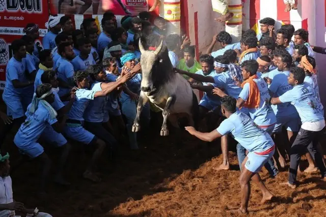 ஜல்லிக்கட்டு காளைக்கு இறுதிச் சடங்கு