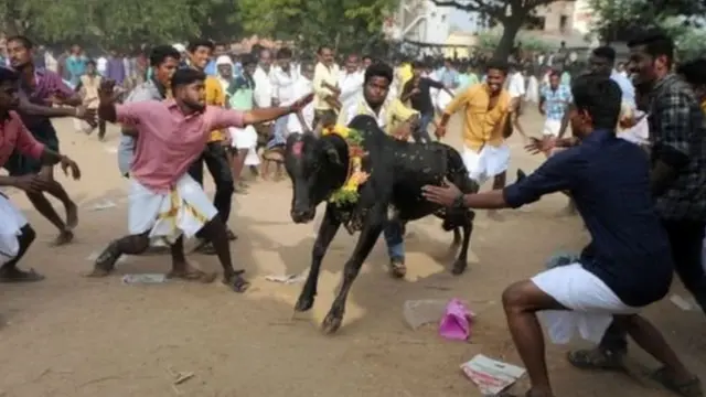जल्लीकट्टू