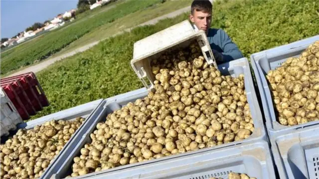 بنابر اعلام وزارت جهاد کشاورزی صادرات سیب زمینی در مقایسه با سال قبل افزایش داشته است