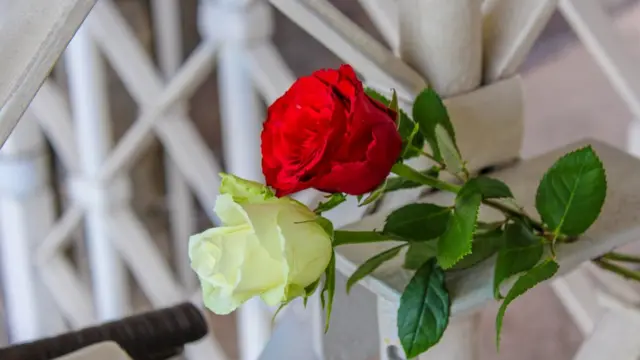 Красная и белая розы