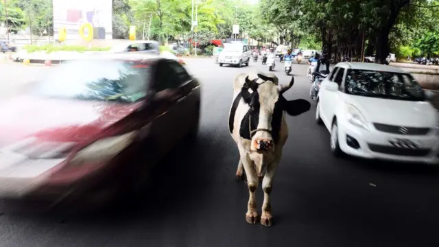 જાન્યુઆરી-ફેબ્રુઆરી મહિનામાં ગુજરાત હાઈકોર્ટમાં રસ્તા તથા જાહેરસ્થળો પર ઢોર અને પશુ રઝળવા મુદ્દે જાહેરહિતની અરજી દાખલ કરવામાં આવી હતી