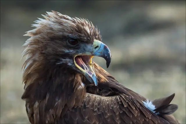 Охота с золотым орлом