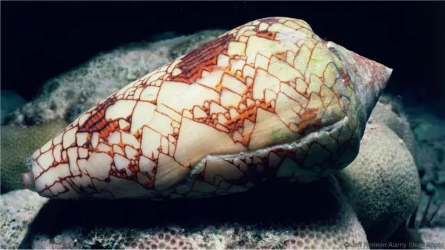 Conus geographus