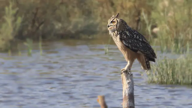 پاکستان پرندے