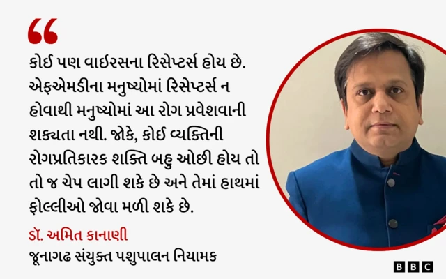 ખરવા મોવાસા, પશુપાલન, ગાય, ભેંસ, દૂધાળાં પશુ, બીમારી અને સારવાર, બીબીસી ગુજરાતી 
