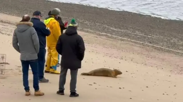 Una foca se abre paso por la arena hacia el mar, mientras varios miembros del equipo de rescate la observan de cerca.