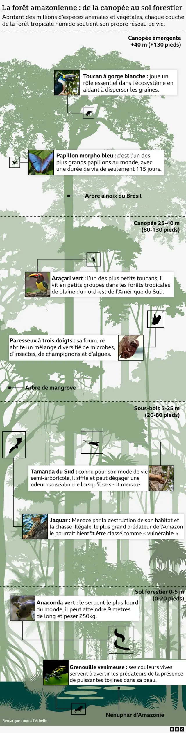 Infographie présentant quelques espèces animales et végétales vivant en Amazonie.