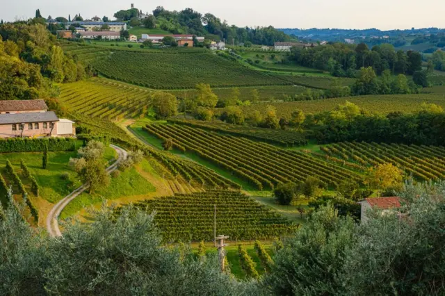 Vigna di Sarah bağları