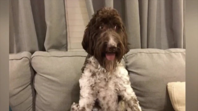 Cecil di seven-year-old Pennsylvania dog