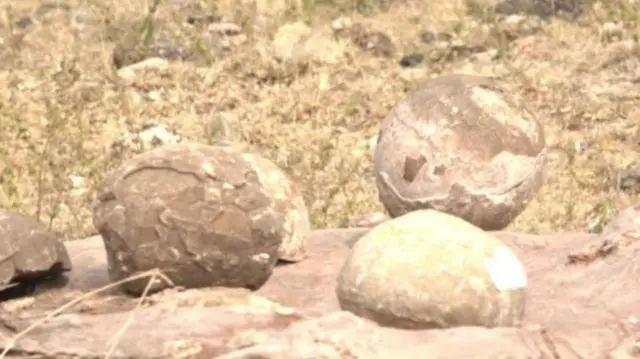 डायनोसॉरची अंडी