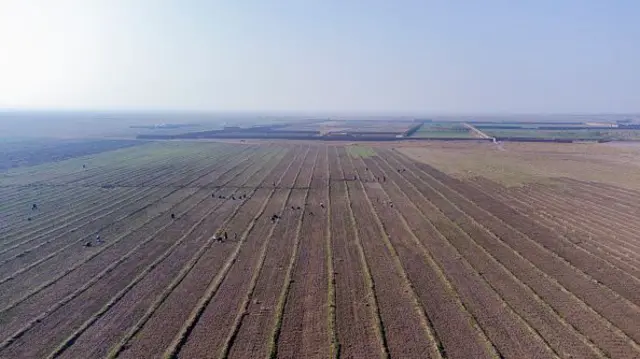 مزرعه زعفران در هرات 