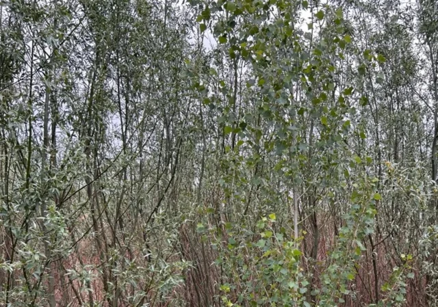 Заросли молодых деревьев