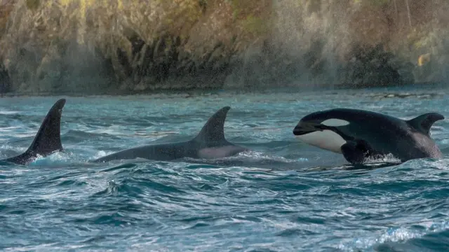 الحيتان القاتلة بين بضعة أنواع ثديية تعكس صفات قيادية للأنثى