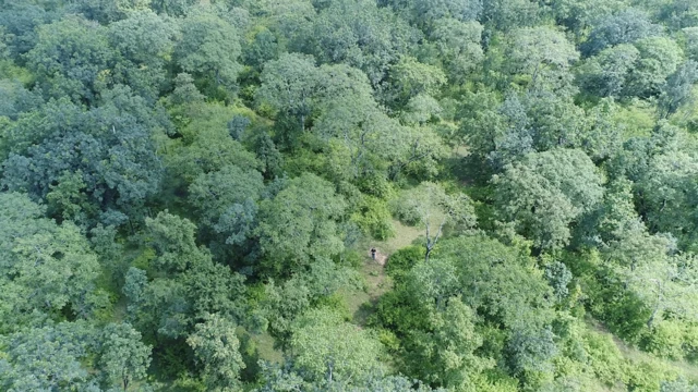 बक्सवाहा का जंगल