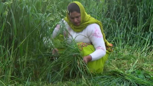 ਮਨਿੰਦਰ ਕੌਰ