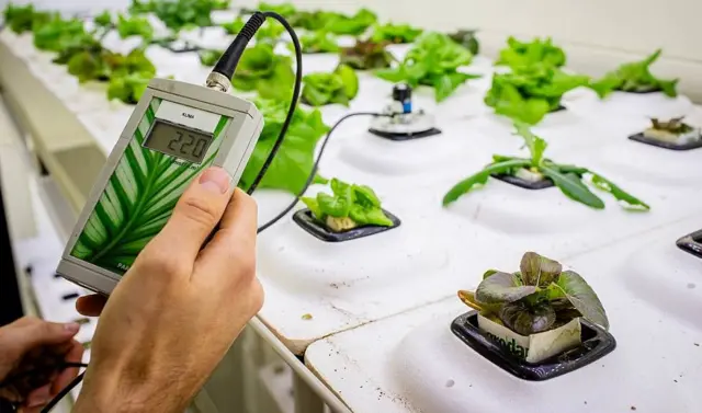 Un científico sostiene en su mano un monitor de temperatura frente a numerosas plantas que crecen en sustratos con hidroponía