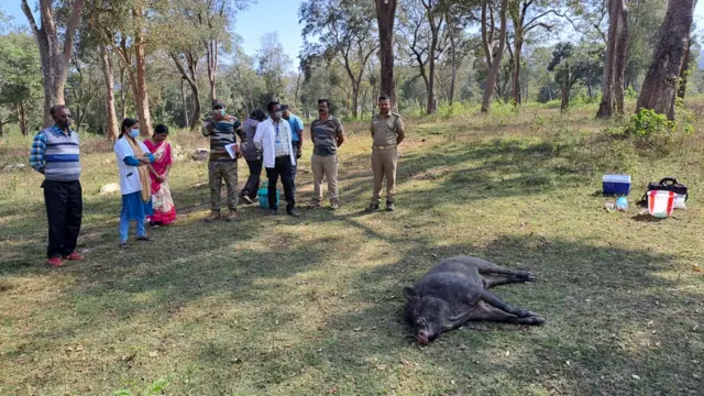 காட்டுப்பன்றியின் மரணம். 