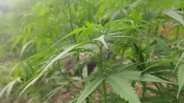 గంజాయి మొక్క