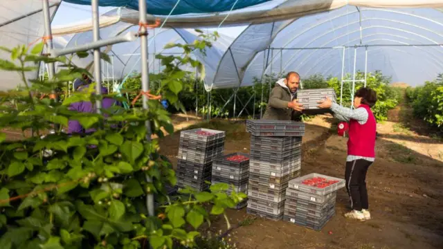 Pekerja musiman di Inggris