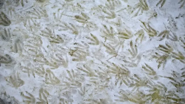 ਐਂਟਾਰਕਟਿਕਾ