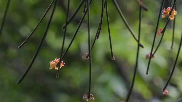 Hoya Spartioides.